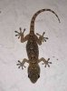 A little gecko - in southern Spain.