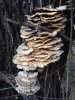An interesting tree-funghi, seen in S.Switzerland.