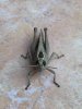 A friendly looking little Grasshopper, in Alicante, Spain.