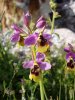 A Bee Orchid, at El Torcal de Antequera in southern Spain.