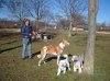 Jo with Ella, Mimi & Buddy `stretching their legs´ in France, en route from Calpe in Spain to Rickmansworth.