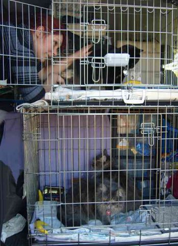 Maggie tending to Kitty, with Misty & Smokey below, on their way from Scotland to Denmark. 