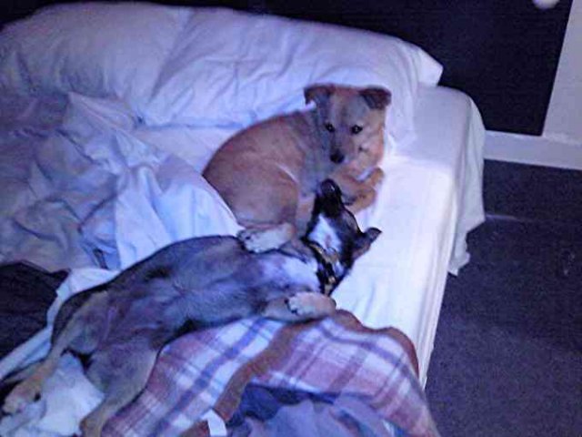 Julio sharing his (our!) hotel bed with his new-found friend - Biscuit
