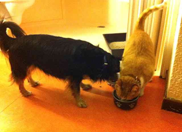 Mali & Mickie sharing their dinner in the hotel room in France, on their journey from southern Spain to Pagham.