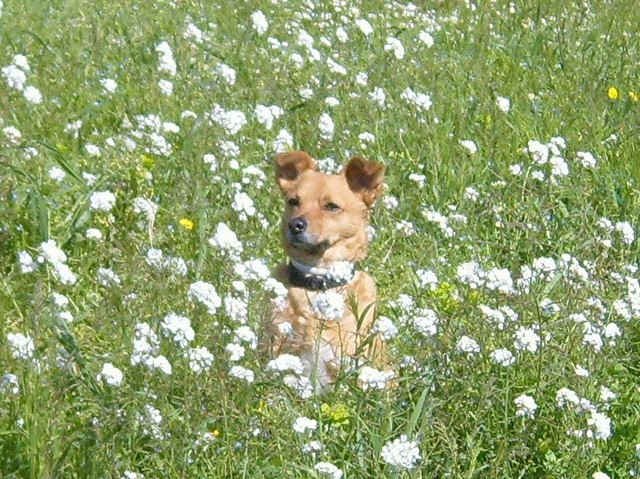 'Wasn't that a rabbit I just saw?' Juli in a field of flowers, near Carcassonne in France.