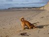  'It's here somewhere!' (Julio digging on the beach in Jersey)