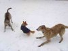 Milo, Juli & Teazel playing in the snow in France.