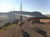 Teasel and Milo taking a break, by the Viaduc de Millau in France, on their way back to Somerset from the Jalon Valley in Spain.
