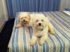'Come on, it's bedtime!' say Molly and Grey - in a hotel, on their way from Ireland to Fuengirola, Spain.