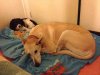 Bed-time for Lucy & Honey, in the hotel in France, on their journey from Benalmádena in S.Spain to Leics, UK.