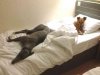Pebbles having a lie-in with Julio, in the French hotel, on her journey from Pevensey Bay to Ibiza.