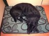 Sir Toby Belch fast asleep, after the first day of his journey from Pedreguer in Spain to Derby in UK.