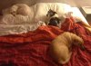 Tilly, Dumpling & Julio, having a lie-in in the hotel in France