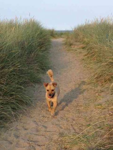 Julio having a walk in the sand dunes at Rosslare, having just come off the ferry from Fishguard.