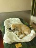 'Bed & Breakfast' in the hotel in France! Lilou, another lucky little rescued dog from Andalucia, on her way to her new home in Waltham Abbey, UK.