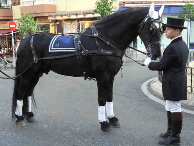 A beautiful Friesian stallion in a tandem, in the Horse & Carriage Competition, in the Feria de Fuengirola, Malaga, in southern Spain.