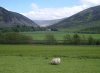 Sheep grazing, south of Edinburgh, Scotland.